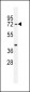 SRAC1 Antibody  (C-term)